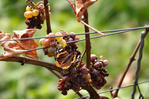 Beautiful butterfly admiral (Vanessa atalanta) on a vine, autumn, Germany