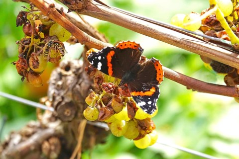 Beautiful butterfly admiral (Vanessa atalanta) on a vine, wasps, autumn, Germany