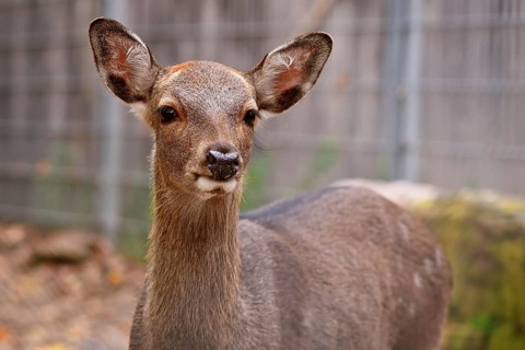 Portrait of young female Cervus nippon Shika deer
