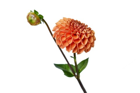 Peach colored Ball Dahlia flower in full bloom on white background