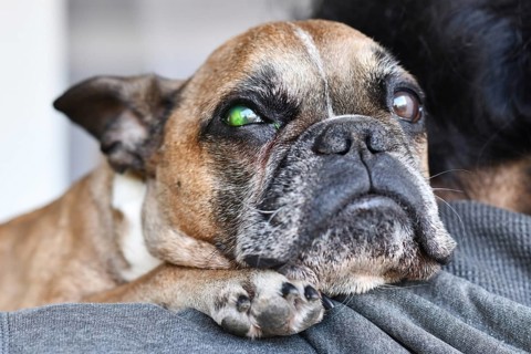French Bulldog with eye injury and green liquid from medical fluorescein dye test to detect corneal