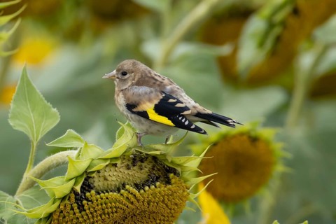 European goldfinch (Carduelis carduelis) juvenile baby bird on a sunflower seedhead in a field of