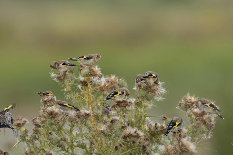 European goldfinch (Carduelis carduelis) juvenile baby birds feeding on Thistle plant seedheads,