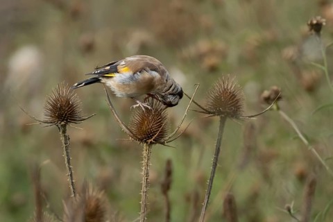 European goldfinch (Carduelis carduelis) adult bird feeding on a Teasel plant seedhead, England,