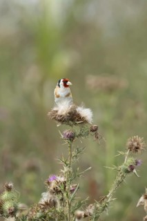 European goldfinch (Carduelis carduelis) adult bird on Creeping thistle plant seedheads, England,