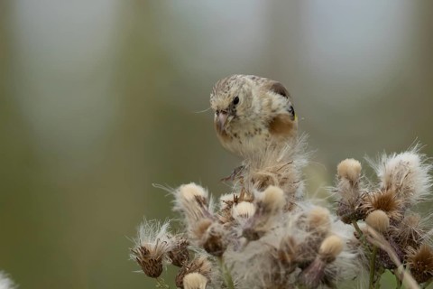 European goldfinch (Carduelis carduelis) juvenile baby bird feeding on Thistle plant seedheads,