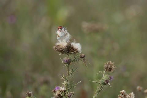 European goldfinch (Carduelis carduelis) adult bird feeding on Creeping thistle plant seedheads,