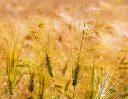 Barley, Hordeum vulgare, barley field, Mondseeland, Salzkammergut, Upper Austria, Austria