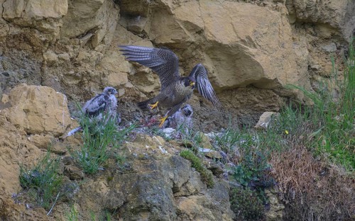 Peregrine falcon (Falco peregrinus), adult female taking off from Felsenhorst after feeding