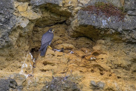 Peregrine falcon (Falco peregrinus), adult female in her habitat with prey in front of picturesque