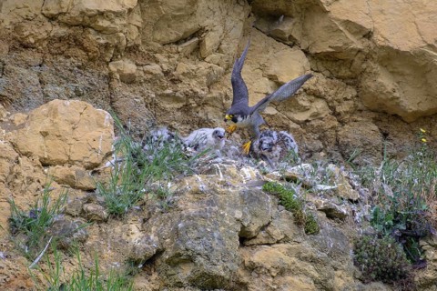 Peregrine falcon (Falco peregrinus), adult male taking off from Felsenhorst after feeding nestlings
