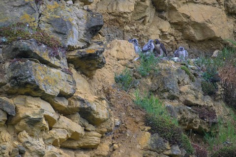 Peregrine falcon (Falco peregrinus), adult female in her habitat feeding nestlings in picturesque