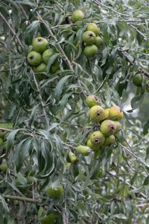 Willow leaf pear (Pyrus salicifolia) Rosaceae family, fruits, fruit stand, Münsterland, North