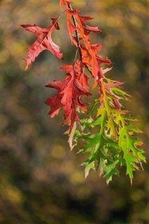 Autumn leaves, branch with green and red colored leaves, Münsterland, North Rhine-Westphalia,