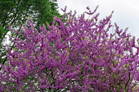 Blooming common Judas tree (Cercis siliquastrum), Palatinate, Rhineland-Palatinate, Germany