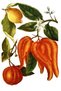 Apple variety called Adam's apple, Malus cornuta and Malus limonia, illustration, reproduction from