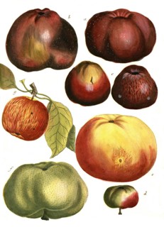 A. Malus carbonaria, cabbage apple, b. Malus erithromella, red Bachappel, c. malus haematomela,