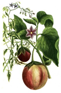 Solanum scandens, bittersweet nightshade and Solanum pomiferum, type of tomato, illustration,