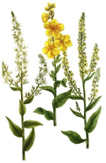 Mullein, Verbascum latifolium and Verbascum annuum, illustration, reproduction from a 19th century