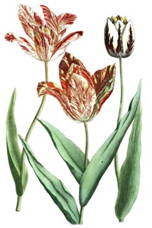 Tulips, Tulipa versicolor and rarissima, illustration, reproduction from a 19th century model.