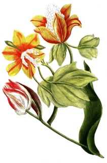 Tulips, Tulipa ex albo and Tulipa virginiana, illustration, reproduction from a 19th century model.