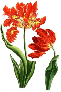 Tulips, Tulipa monstrosa and Tulipa flore rubro mostroso, illustration, reproduction from a 19th