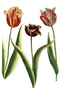 Tulips, a. Tulipa lutea sanguinis, b. Tulipa globosa petalis, c. Tulipa reflexa, illustration,