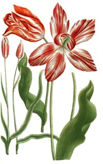Tulips, Tulipa serotina and Tulipa persica, illustration, reproduction from a 19th century model.
