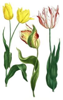 Tulips, Tulipa odorata and Tulipa explicata, illustration, reproduction from a 19th century model.