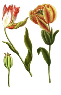 Tulips, Tulipa serotina, illustration, reproduction from a 19th century model. Authentic, file