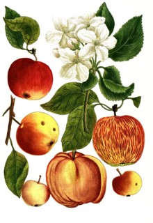 Different types of apples, Malus domestica, illustration, reproduction from a model from the 19th