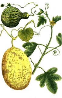 Melon, Cucumis, Melo vulgaris and Melo pyri formus maculosus, illustration, reproduction from a