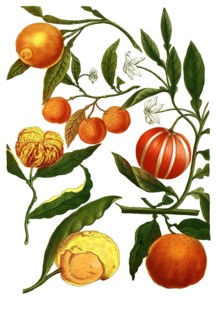 Malus aurantia, oranges and Pomeranian oranges, illustration, reproduction from a model from the