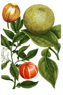 Grapefruit or grapefruit, Citrus grandis, formerly Malus aurantia citrata, illustration,