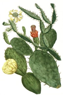 Prickly pear, Opuntia, illustration, reproduction from a 19th century model. Authentic, file