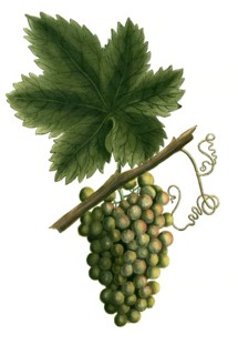 White grapevine, grape, Vitis vinifera, illustration, reproduction from a 19th century model.