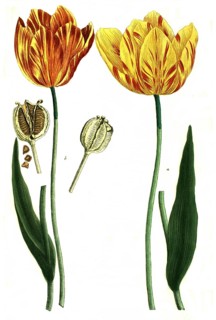 Tulips, a. tulipa lutea, b. tulipa lutea maculis rubentibus, illustration, reproduction from a