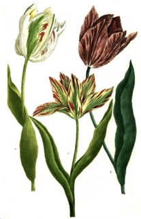 Tulips, a. tulipa monstrosa, b. tulipa colore violaceo, c. tulipa es luteo rubro, illustration,