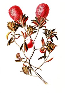 Alpine rose, rhododendron ferrugineum, Ericaceae, illustration, reproduction from a 19th century