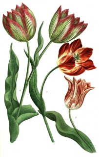 Tulips, a. Tulipa ferotina, b. Tulipa rubra calice pallessente, v. Tulipa rubra calica luteo,