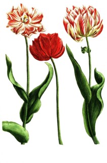 Various tulips, tulipa rubra and flore pleno versicolor, illustration, reproduction from a 19th