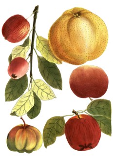 Mala crocina, saffron apple or saffron apple, Mala praecotia, St. John's apple, Mala pulmonea,