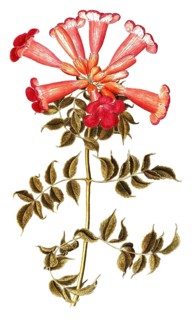 American climbing trumpet, Trumpet vine, Campsis radicans, illustration, reproduction from a 19th