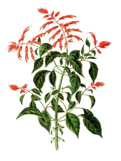 Labiatae or Lamiaceae, Scarlet Sage, Salvia splendens Sello, fire sage, illustration, reproduction