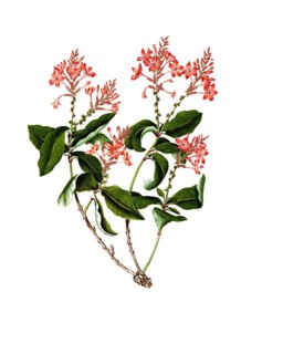 Scarlet leadwort, plumbago indica, Indian leadwort, scarlet leadwort or whirlplantain,
