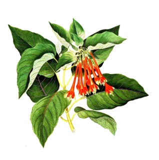 Fuchsia splendens Zucc, Onagraceae, magnificent fuchsia, illustration, reproduction from a 19th
