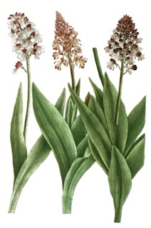 Orchids from the genus Orchis cynosorchis, illustration, reproduction from a model from the 19th