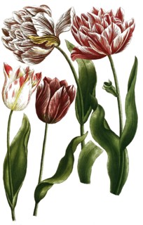 Various tulips, tulipa, illustration, reproduction from a 19th century model. Authentic, file