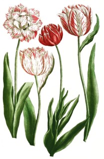 Tulips, tulipa, illustration, reproduction from a 19th century model. Authentic, file restored for