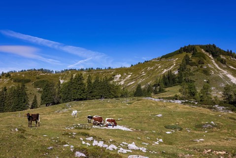Cattle on pasture, Hochzinkenalm, Postalm, Osterhorn Group, Salzkammergut, Province of Salzburg,